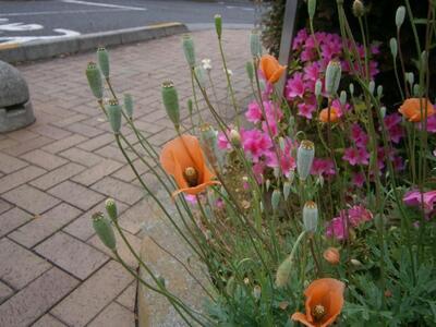 写真：ナガミヒナゲシの花2