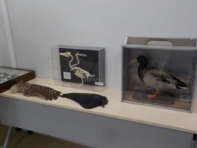 写真：剥製や鳥の羽