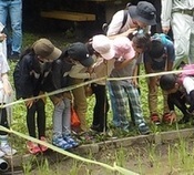 写真：オタマジャクシを観察している様子