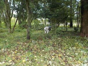 写真：令和6年せん定2