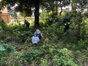 写真：草刈りの様子