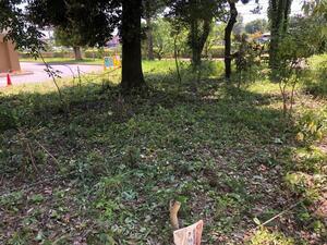 写真：環境コミュニティセンター草刈り後