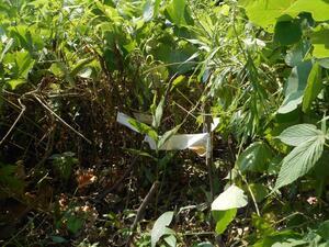 写真：希少植物（キンラン）の保護の様子