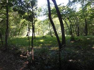 写真：丘陵の様子