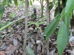 写真：保護した希少種（キンラン）