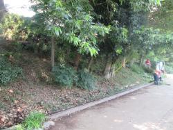 写真：活動後の崖線の様子