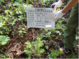 写真：森林保全活動の様子