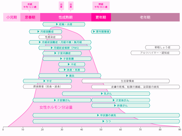 グラフ：女性ホルモン分泌量の変化