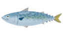 イラスト：鯖