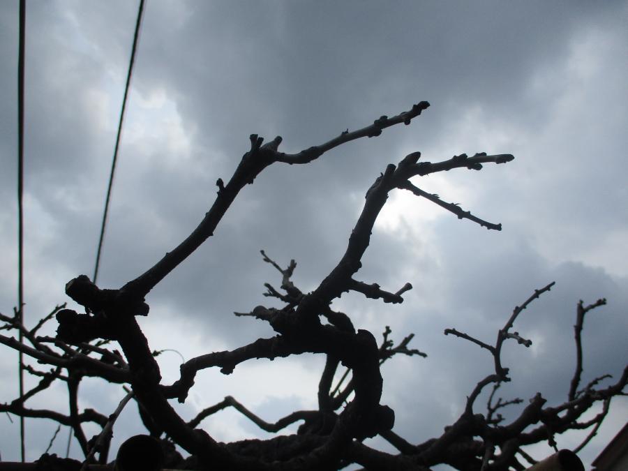 写真：3月24日のフジ2