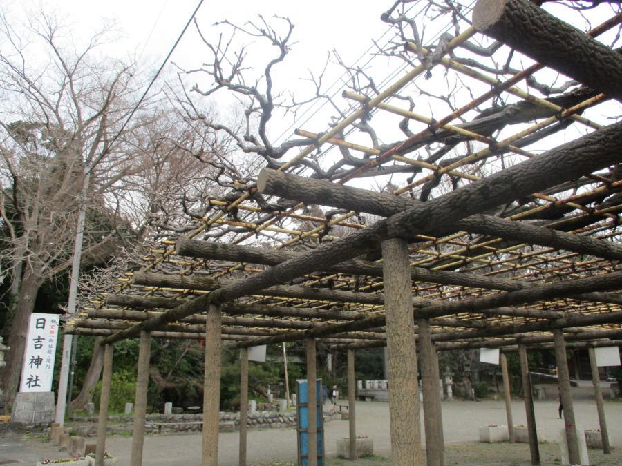 写真：3月24日のフジ1