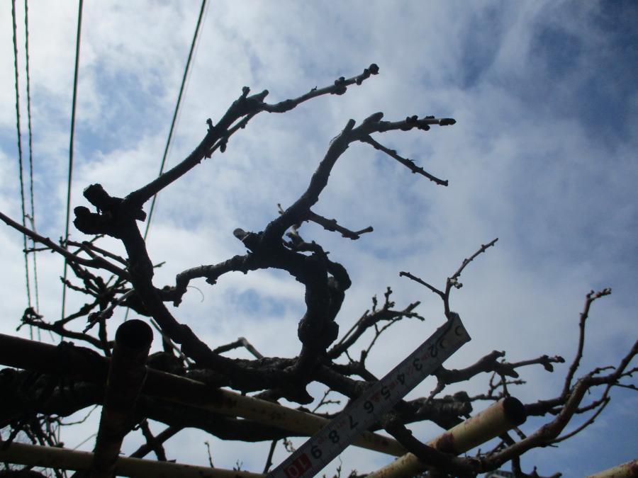 写真：3月28日のフジ2