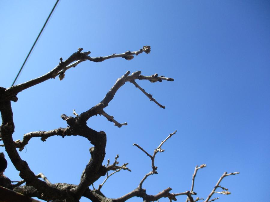 写真：4月4日のフジ1