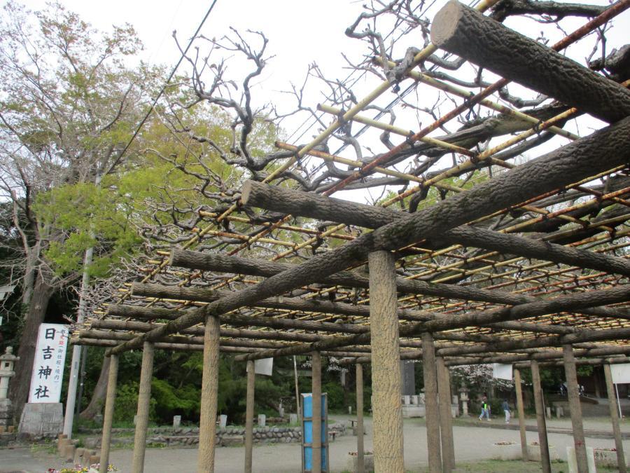 写真：4月8日のフジ1