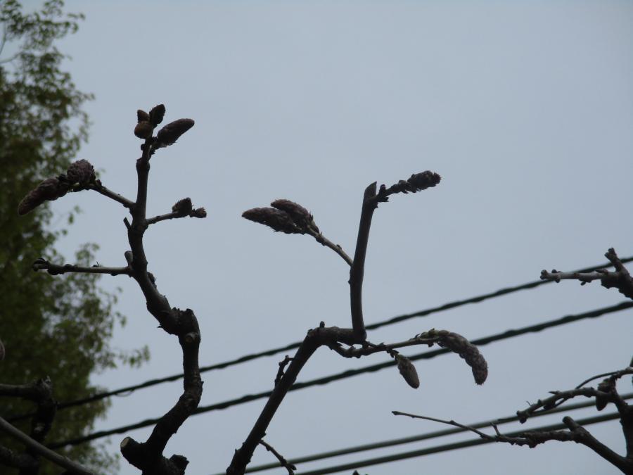 写真：4月8日のフジ2