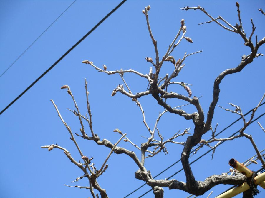 写真：4月9日のフジ1