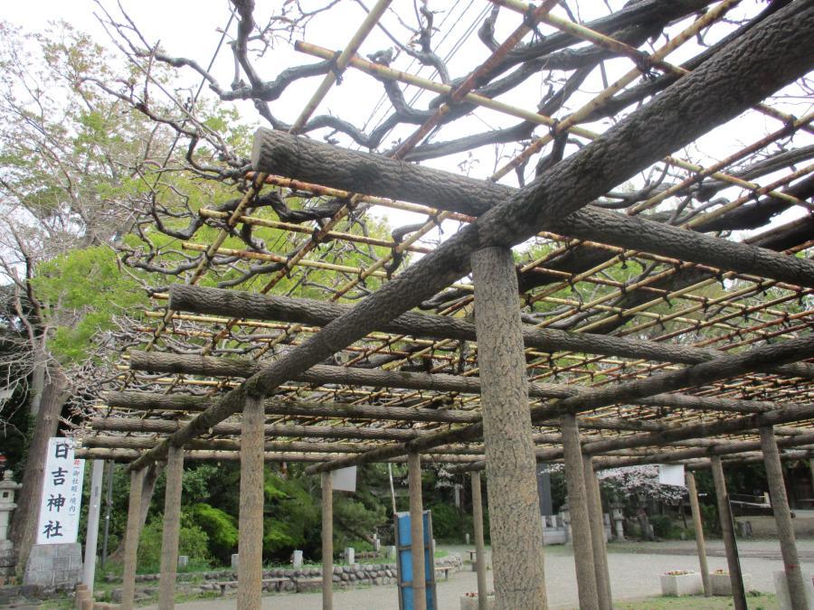 写真：4月10日のフジ1