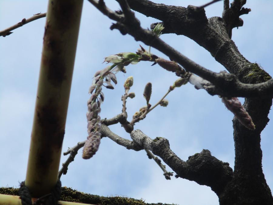 写真：4月10日のフジ2