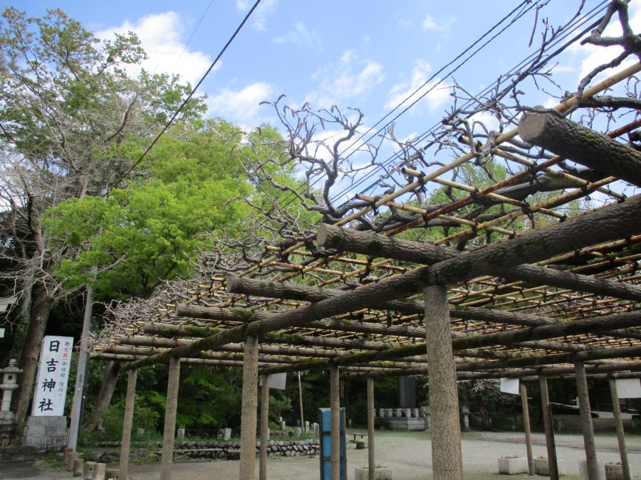 写真：4月14日のフジ1