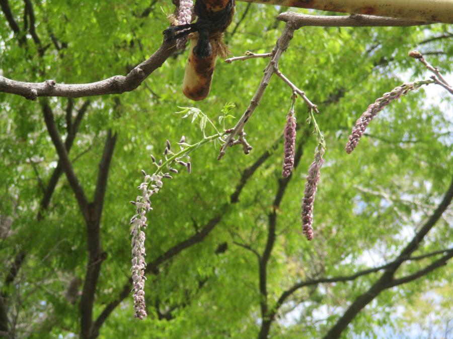 写真：4月14日のフジ2