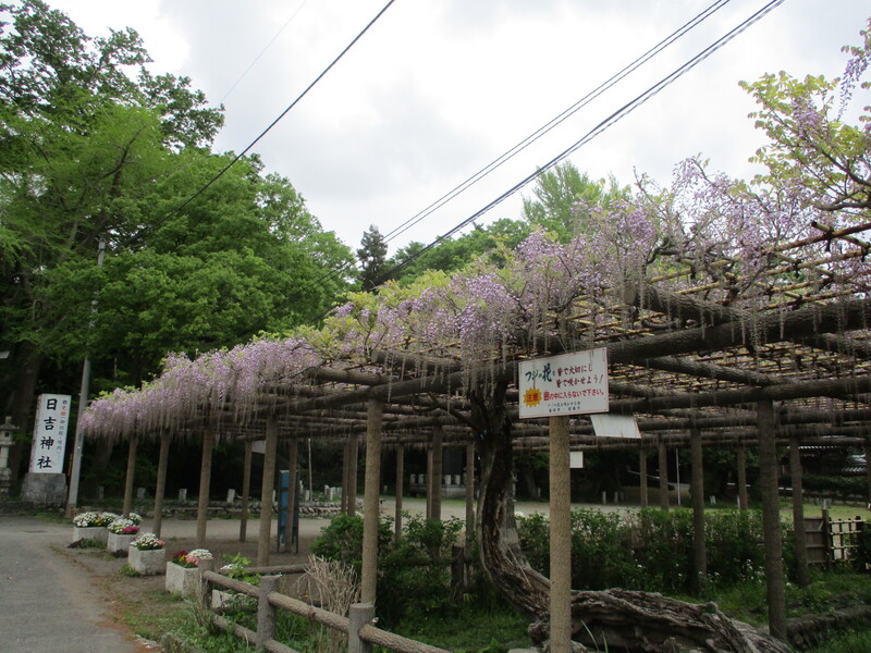 拝島のフジ写真1