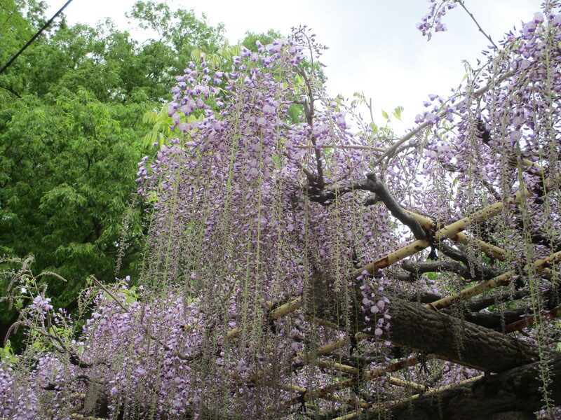 拝島のフジ写真2