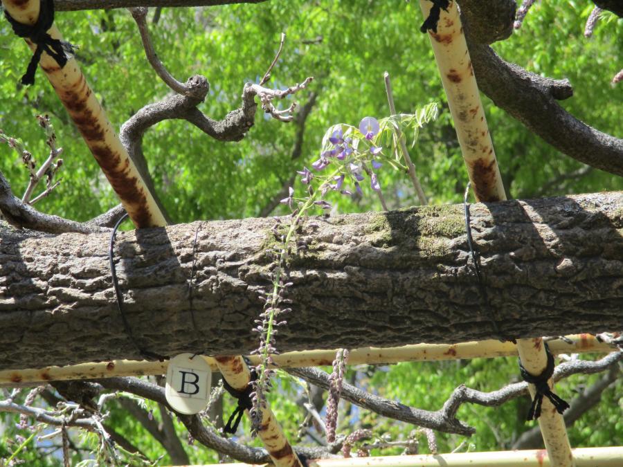 写真：4月16日のフジ2