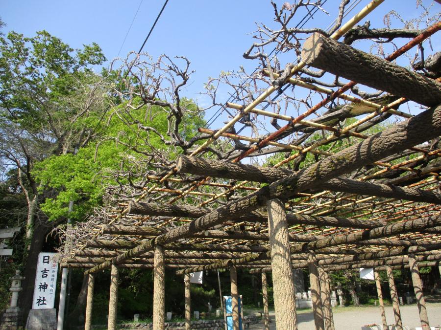 写真：4月17日のフジ1