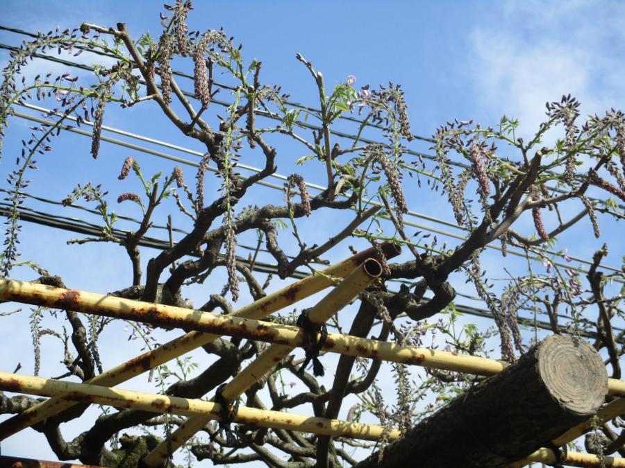 写真：4月17日のフジ2