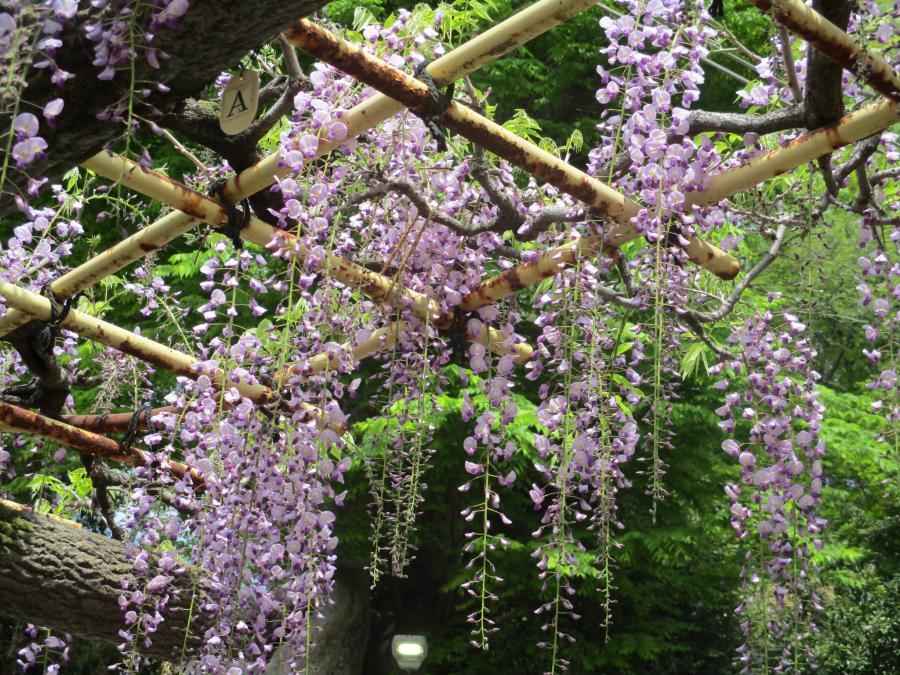 写真：4月22日のフジ2