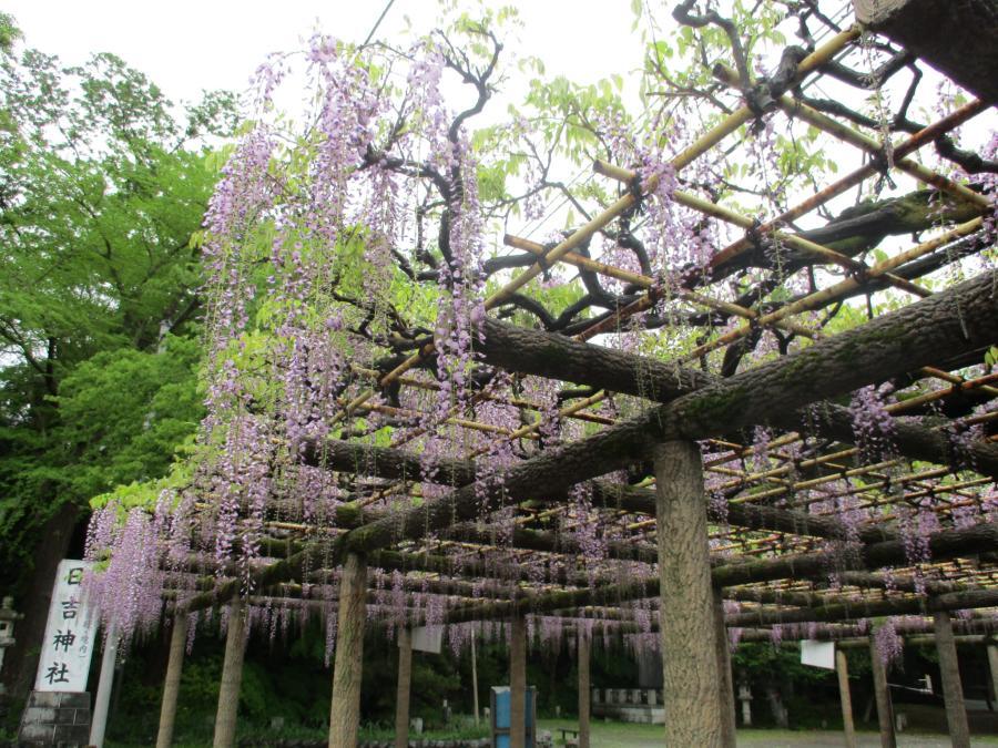 写真：4月23日のフジ1