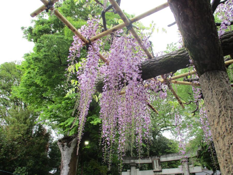 写真：4月23日のフジ2