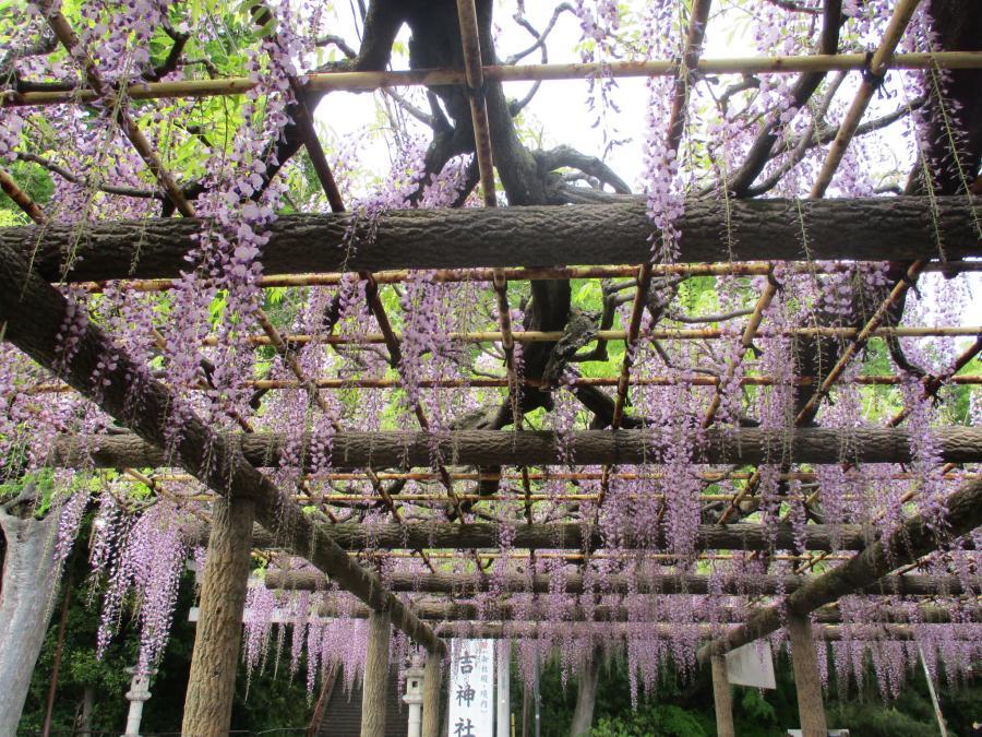 写真：4月24日のフジ2