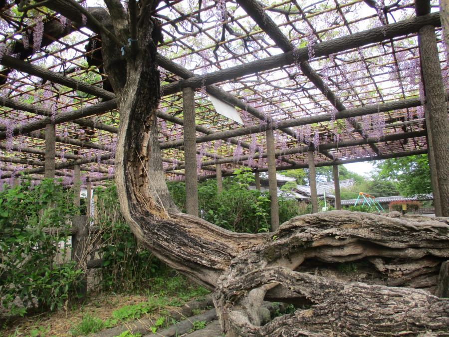 写真：4月25日のフジ4