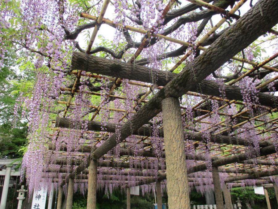 写真：4月24日のフジ1