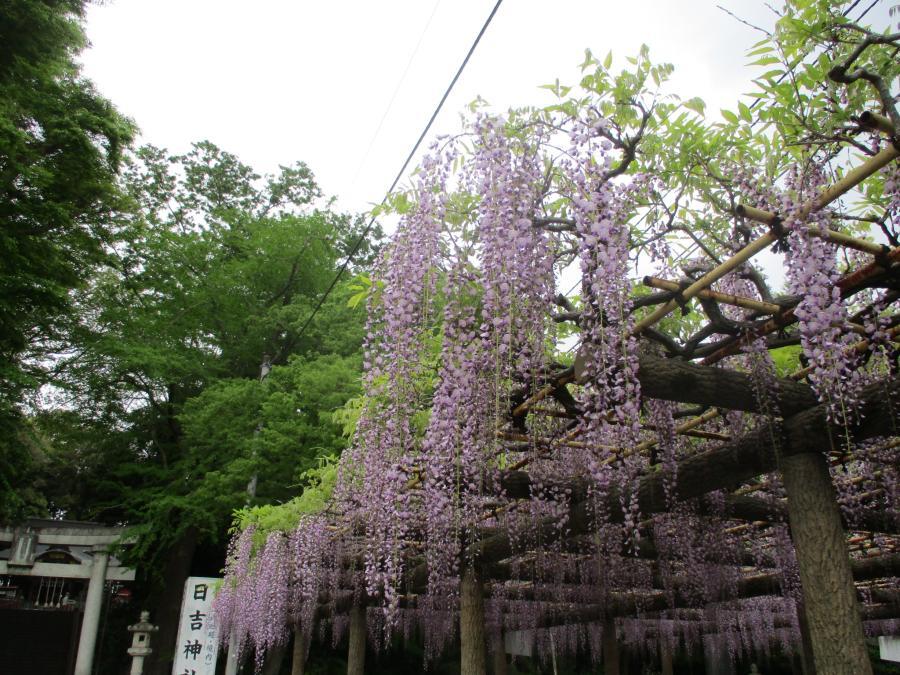 写真：4月25日のフジ1