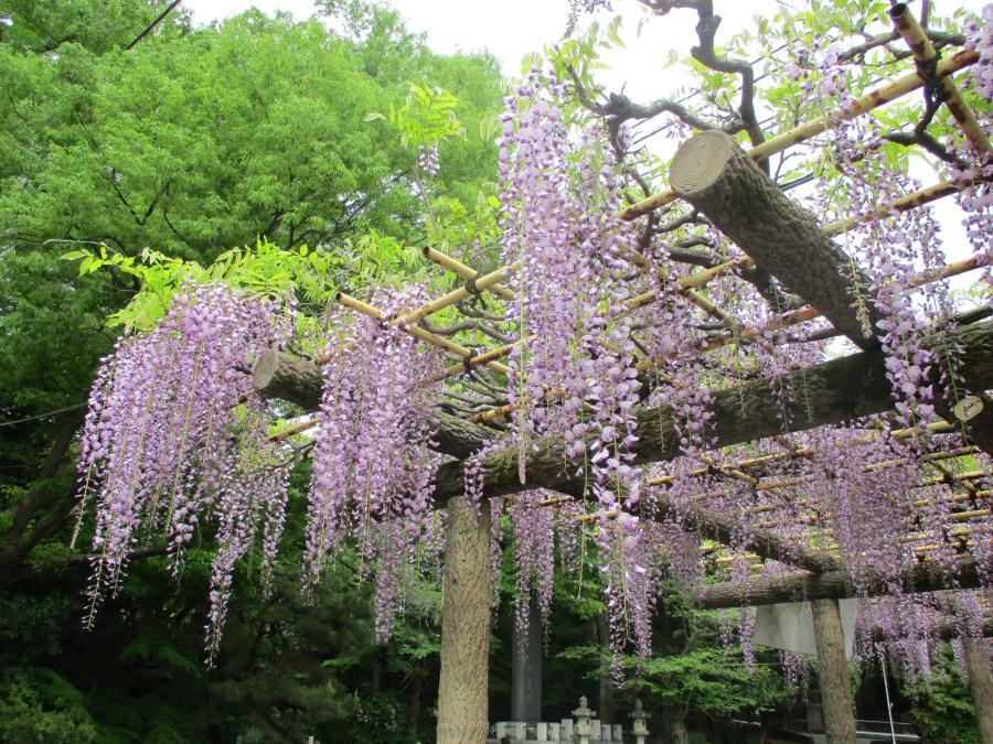 写真：4月25日のフジ3