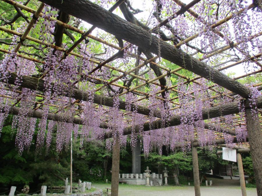 写真：4月25日のフジ2