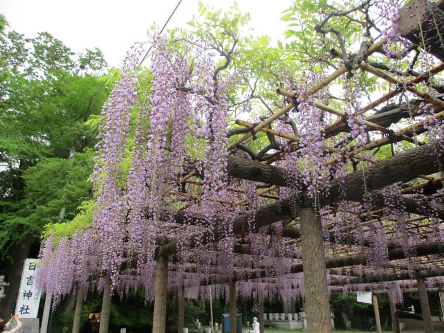 写真：4月26日のフジ1