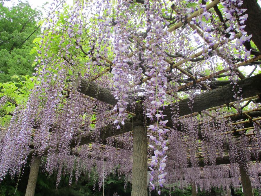 写真：4月28日のフジ4