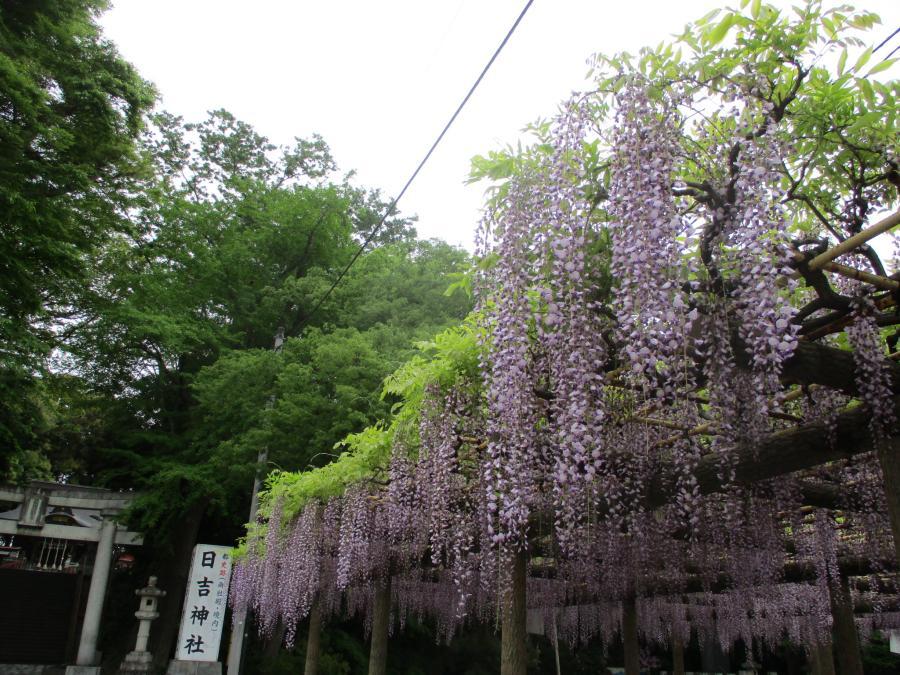 写真：4月28日のフジ1