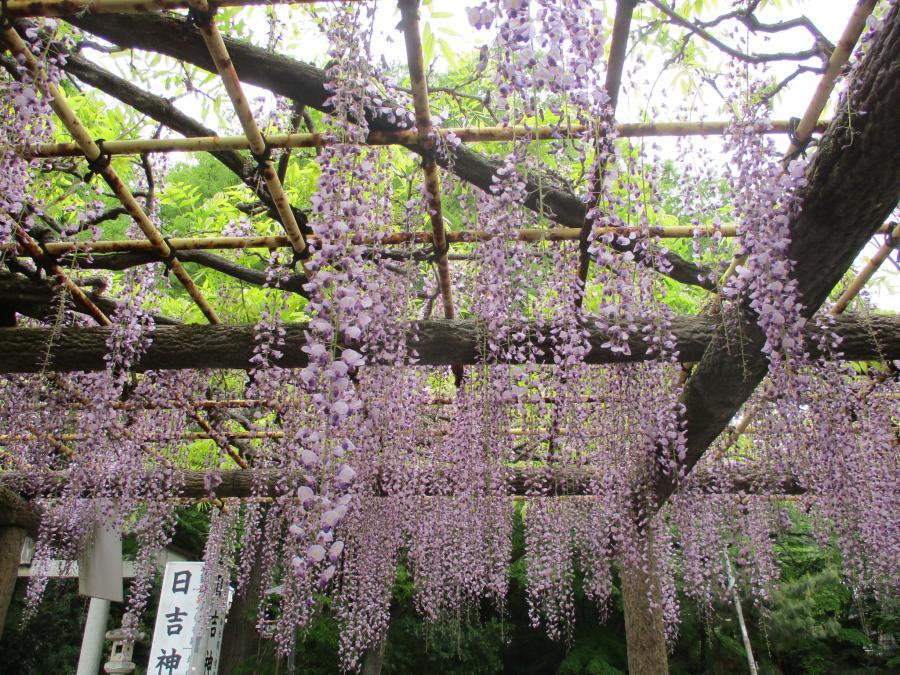 写真：4月28日のフジ2