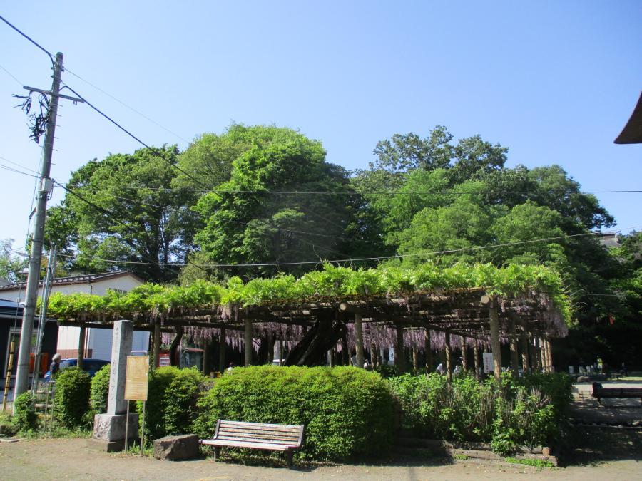 写真4月30日のフジ4