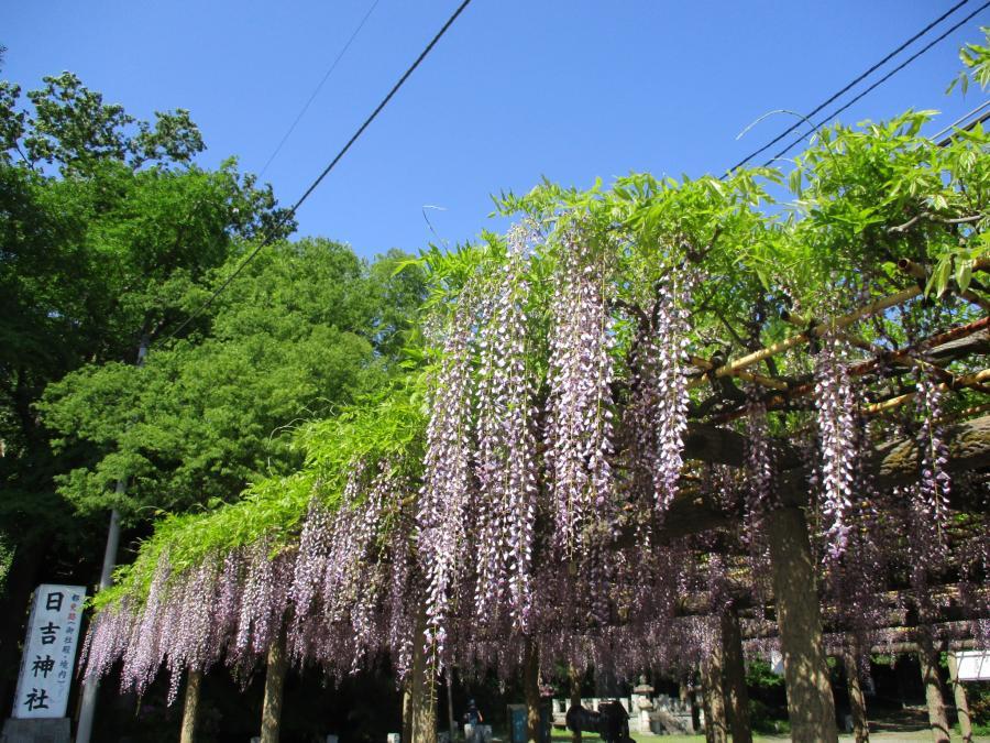 写真4月30日のフジ1