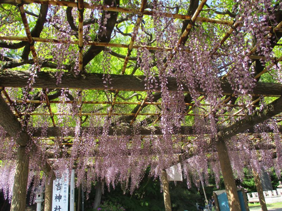 写真4月30日のフジ3