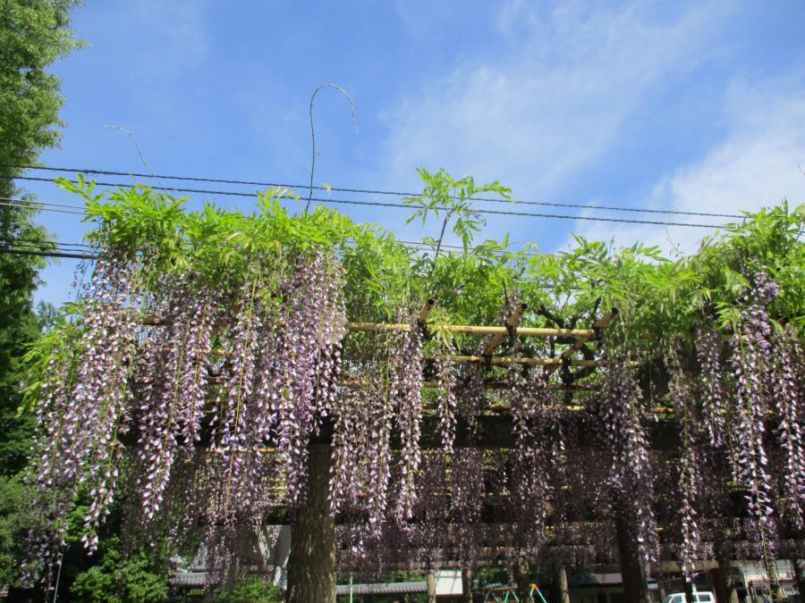 写真：5月1日のフジ2