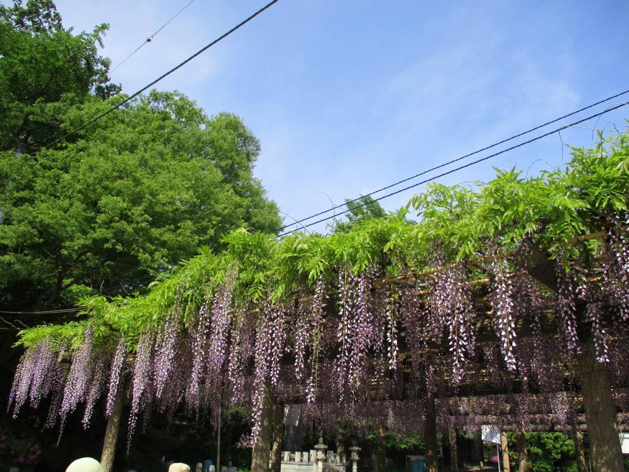 写真：5月1日のフジ1