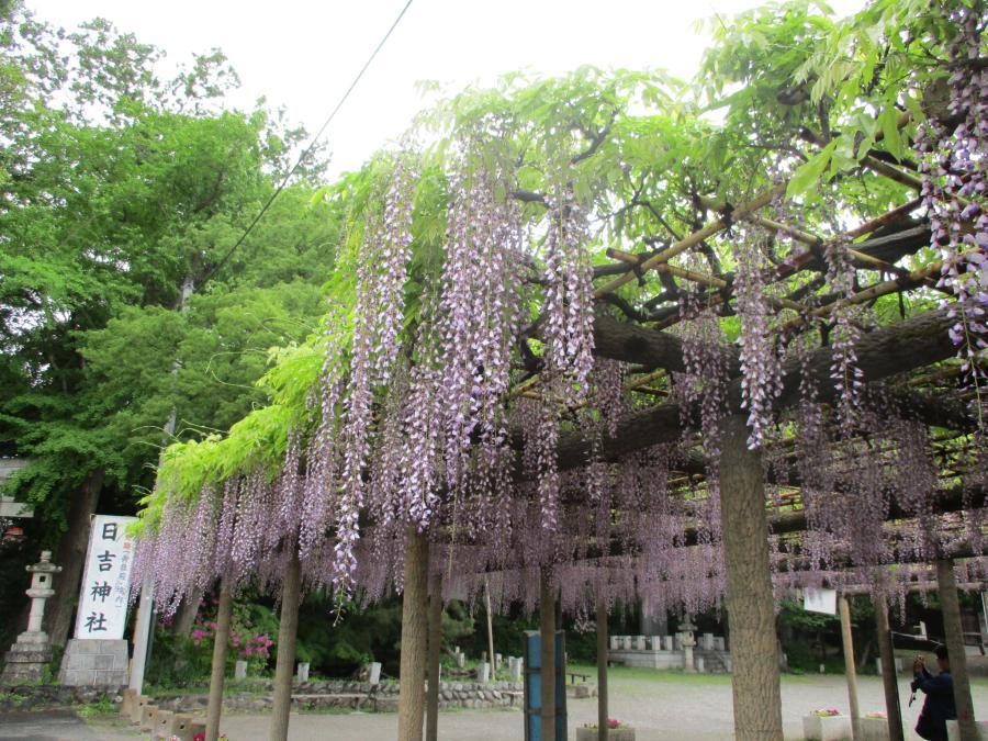 写真：5月2日のフジ1