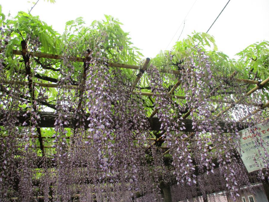 写真：5月2日のフジ4