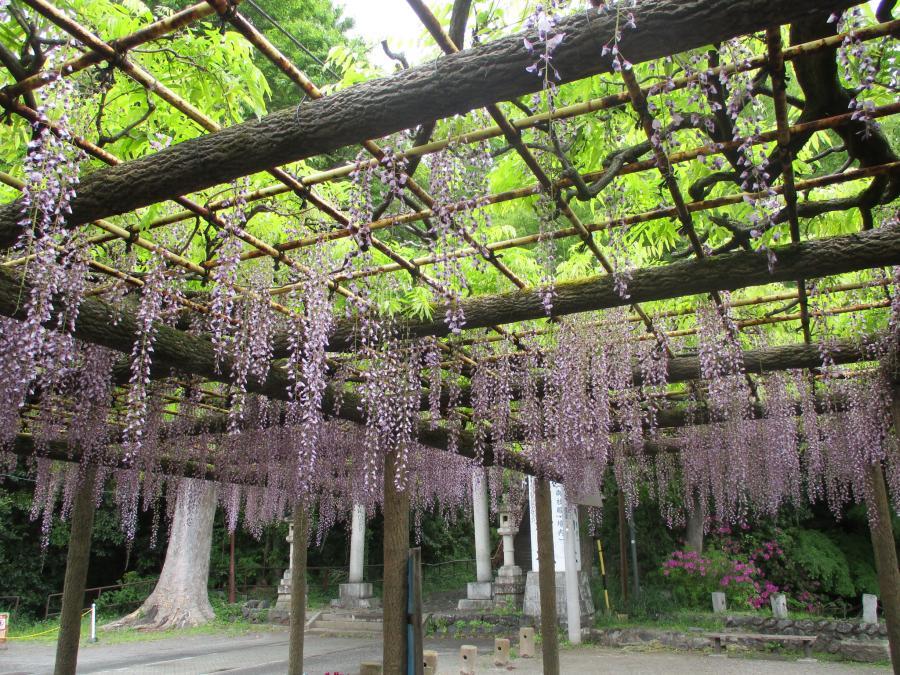 写真：5月2日のフジ2